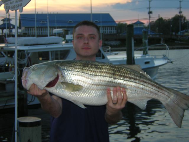 https://www.oysterbaytackle.com/images/fishs/Chris%20Wines.jpg